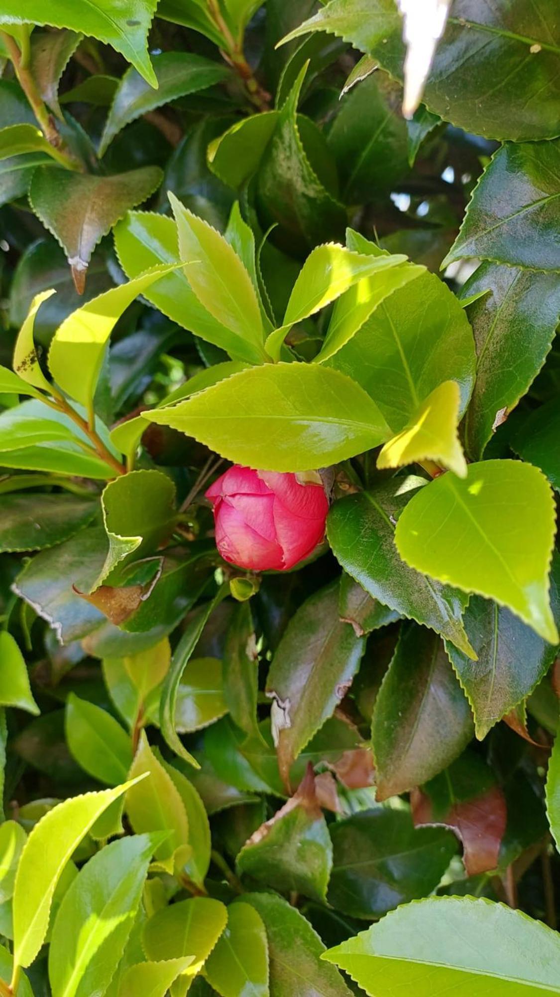 Retiro Das Camelias 1 Lajes das Flores Exteriér fotografie