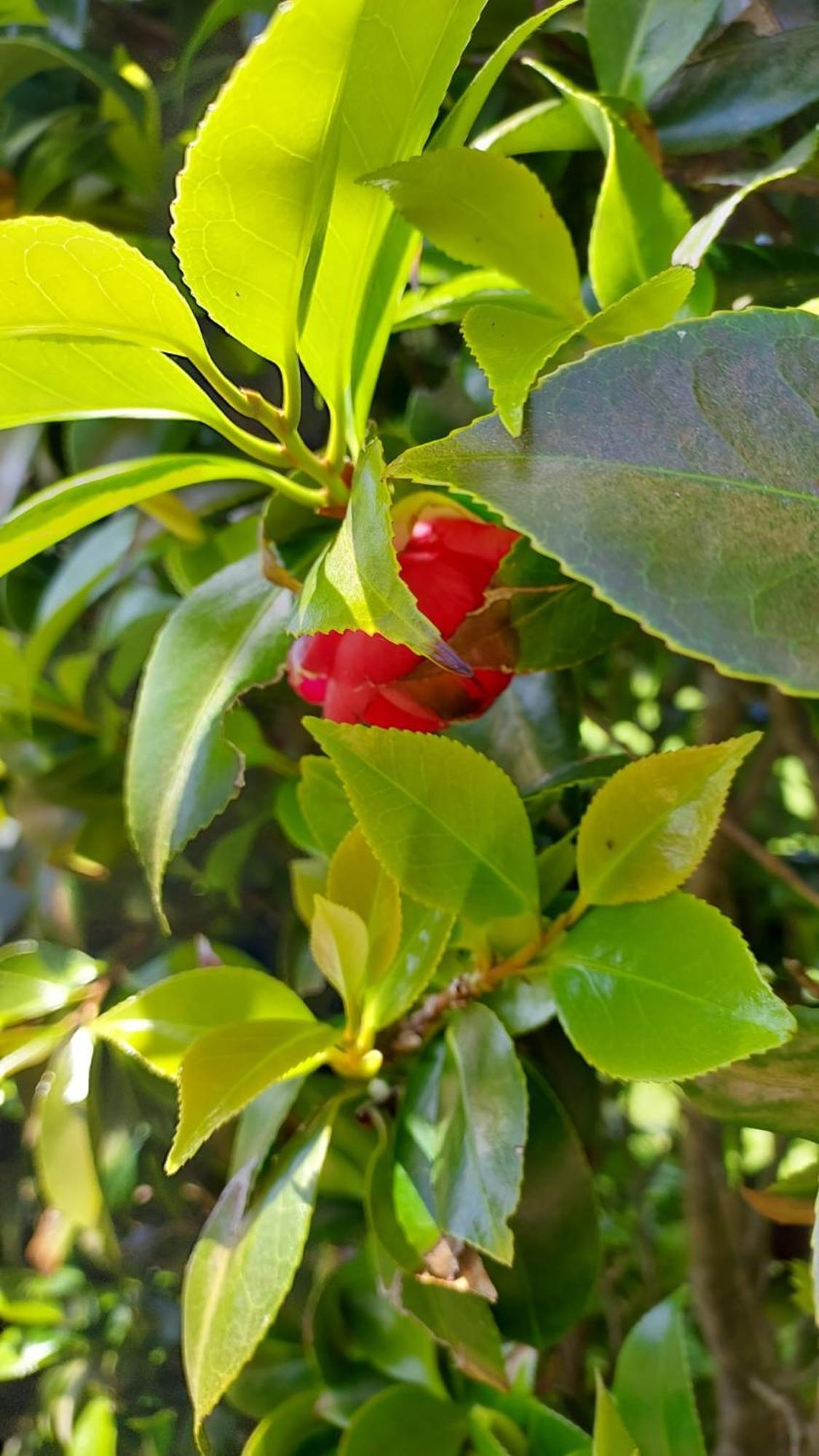 Retiro Das Camelias 1 Lajes das Flores Exteriér fotografie